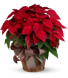 Large Red Poinsettia from McIntire Florist in Fulton, Missouri